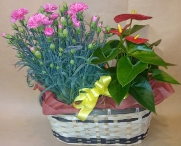 母の日紹介（寄せ鉢）|「南天荘」　（愛知県岡崎市の花屋）のブログ